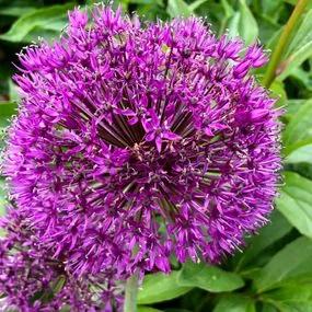 Purple Rain Allium (Allium Purple Rain) Img 3